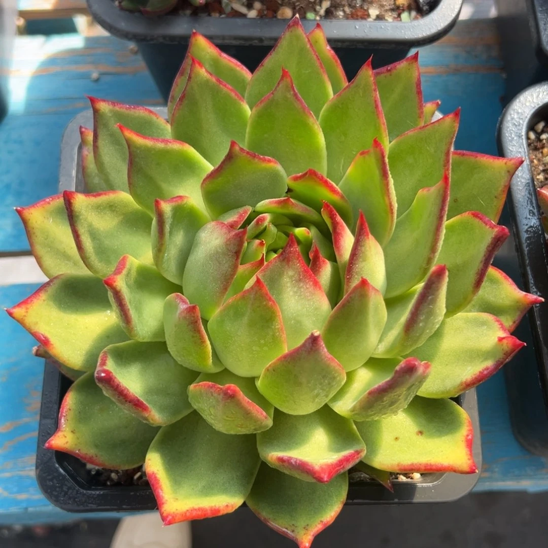 多肉植物一物一拍（10号）