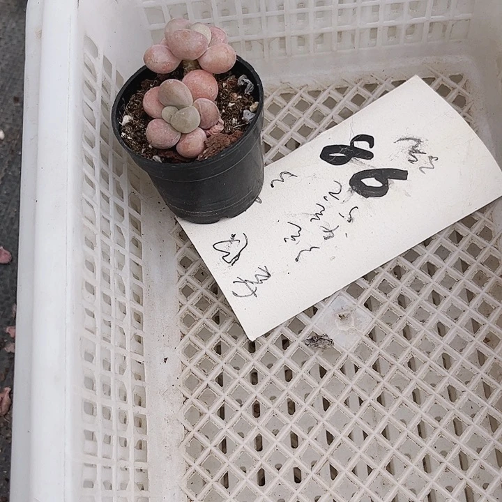 白*86密密麻麻买买买