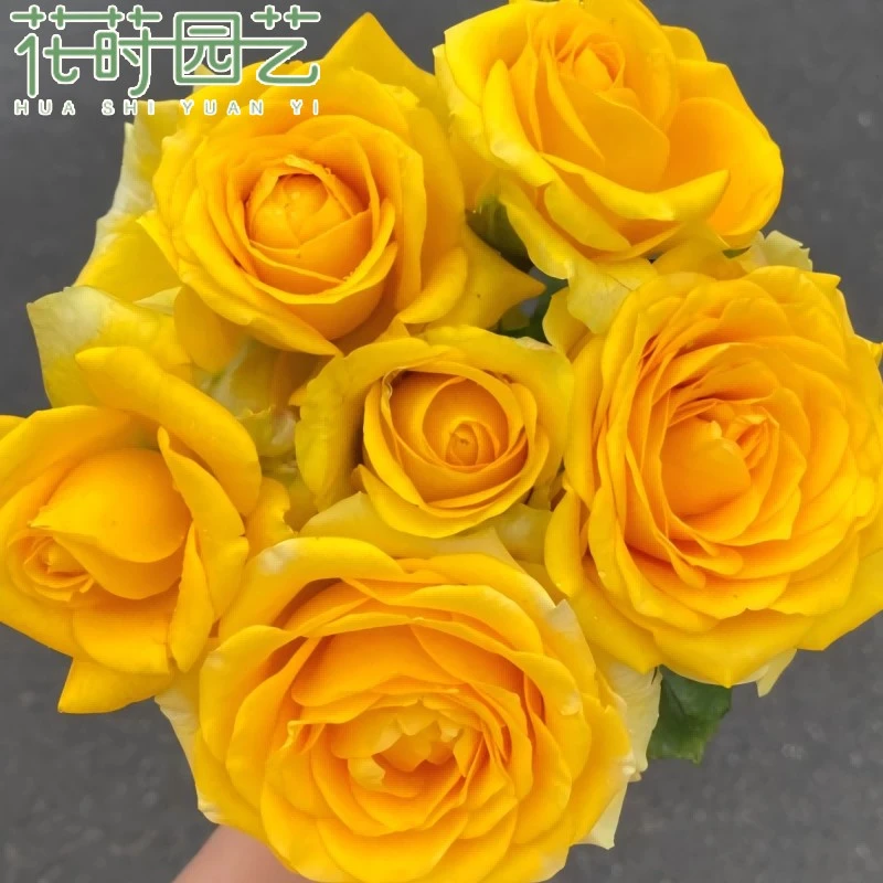 花莳家花莳园艺  2加根接 【苏格兰黄油】 月季花苗多季开