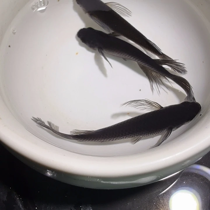 青鳉鱼一物一拍824