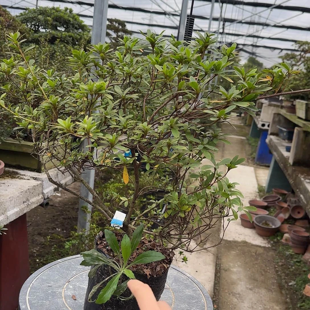 无花朵白惠有花朵