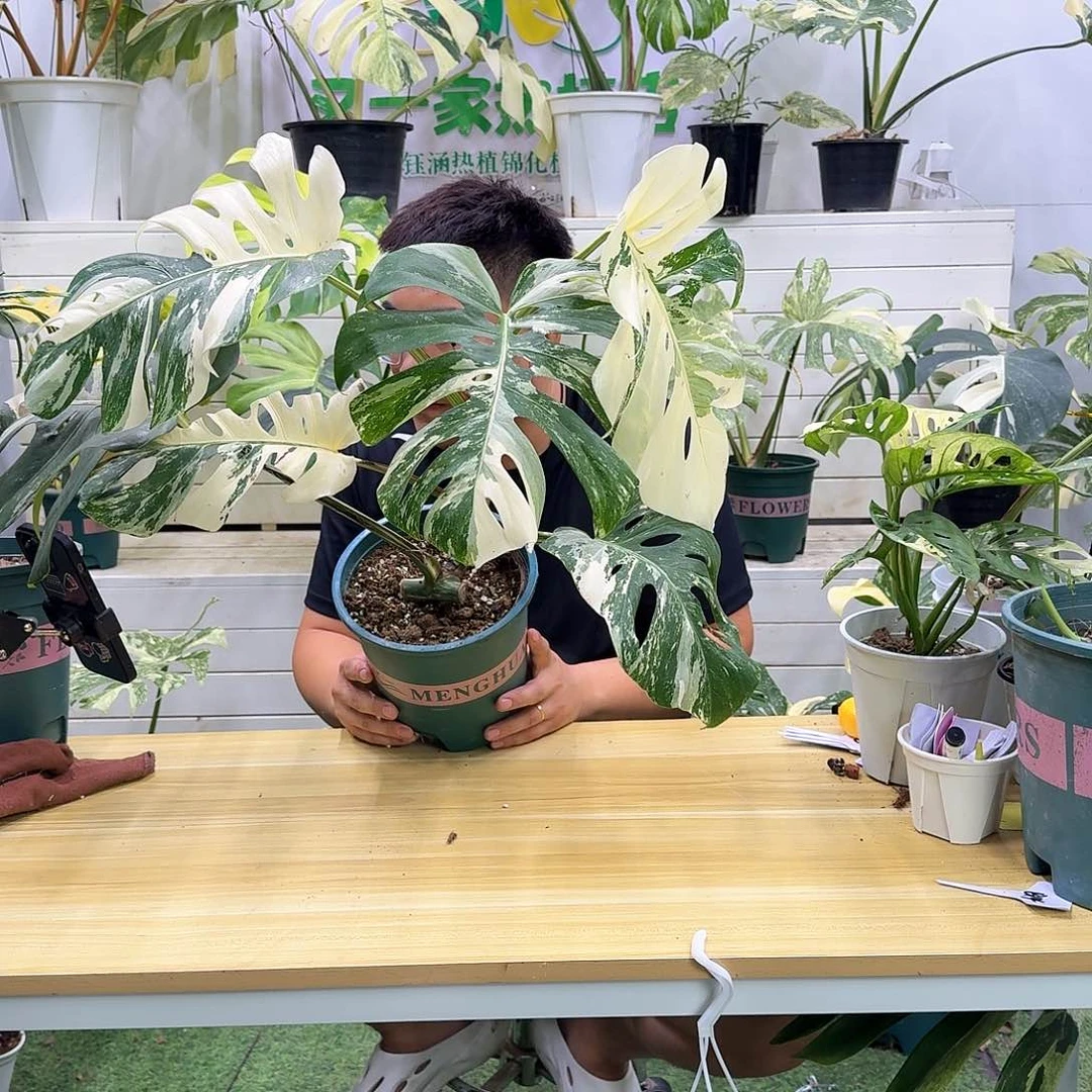 无花朵关***中白龟c8