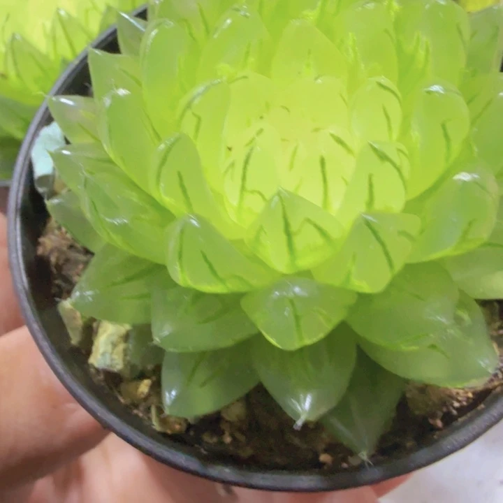 蝉翼王炸一颗福利