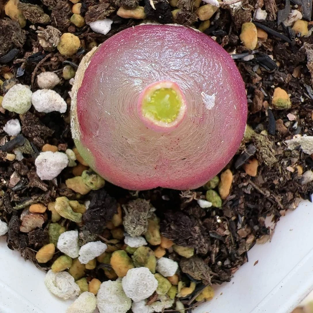 【闪购商品】226 灯泡