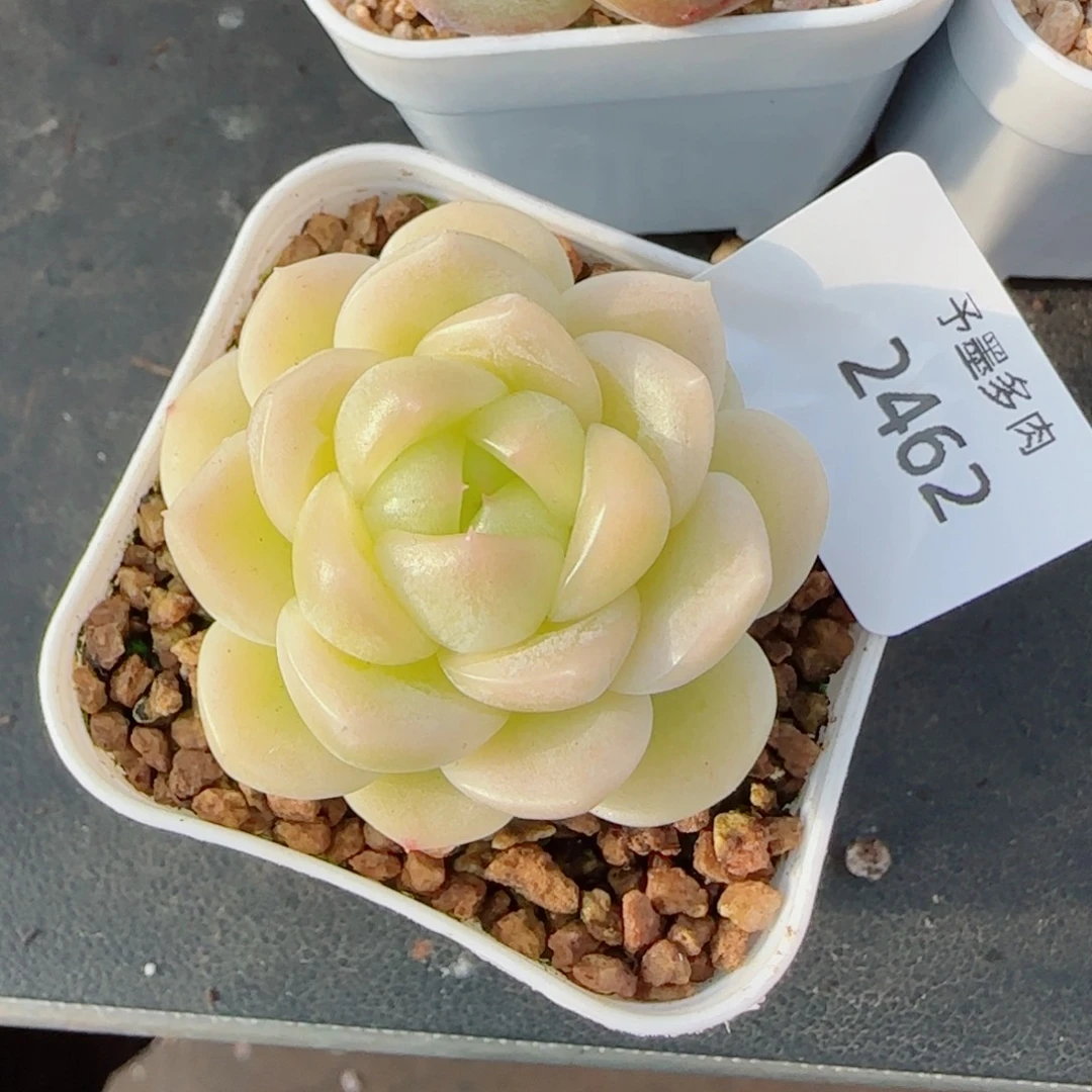 X1 ，2462多肉植物