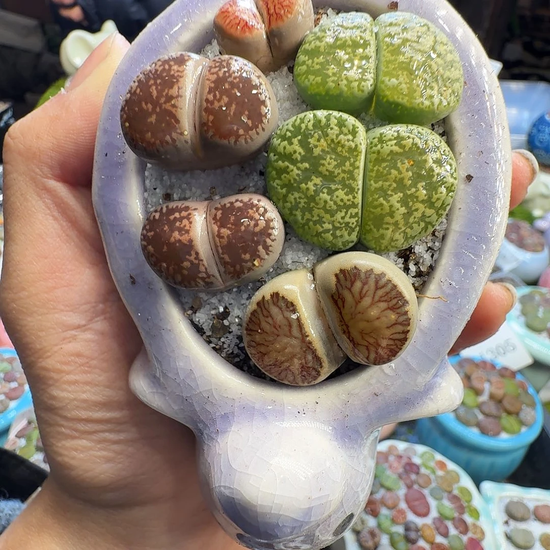 多肉葡萄的味道真的1420