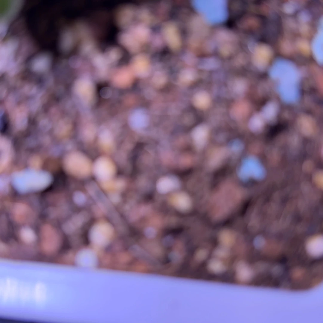 ?***?备用土买四个送一个