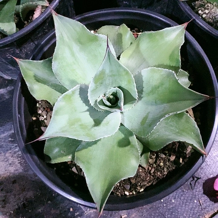【闪购商品】无花朵用****3龙舌兰圆叶鲸