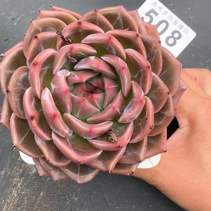 罗***敏香槟         今日新品上新多肉植物