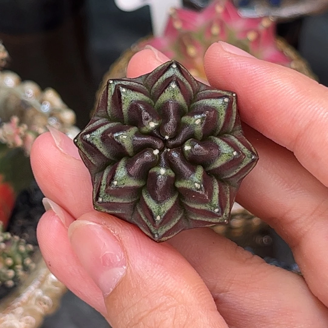 荧光绿纹 黑梦 米哈仙人球