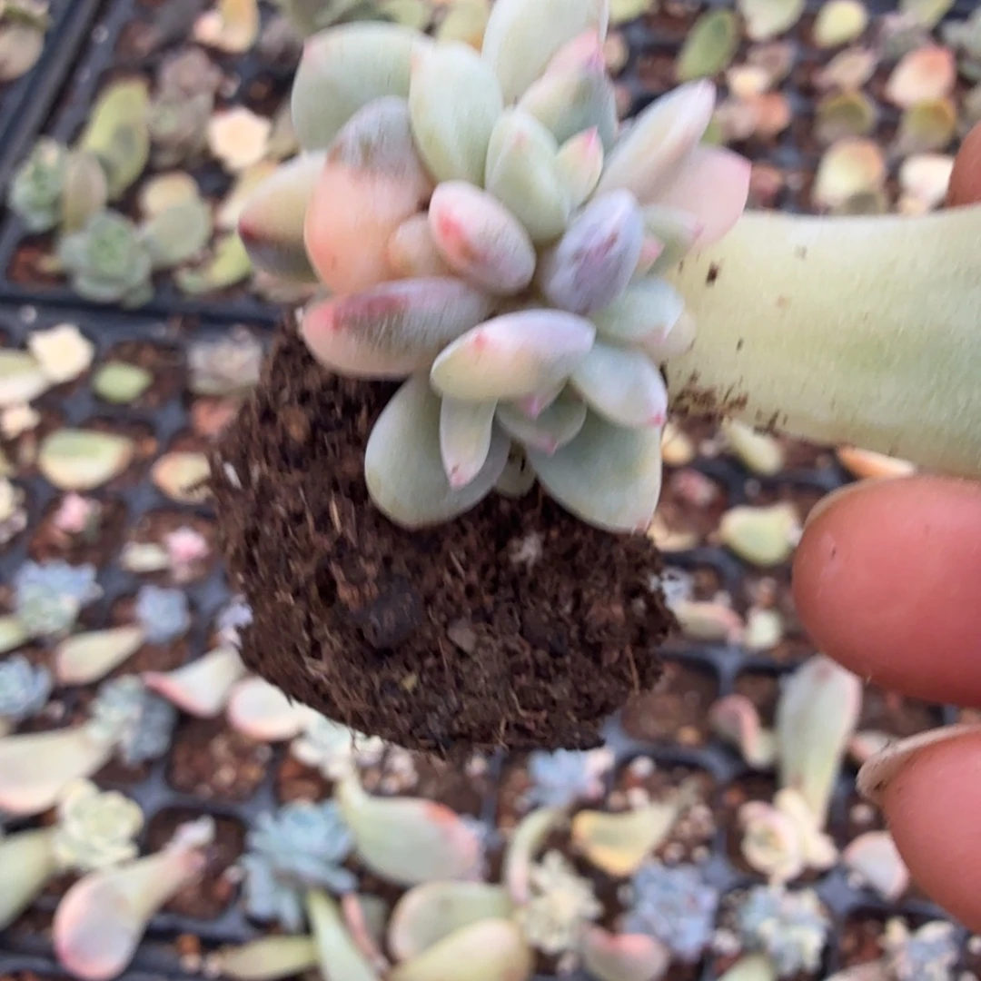 无名盲盒多肉锦植物