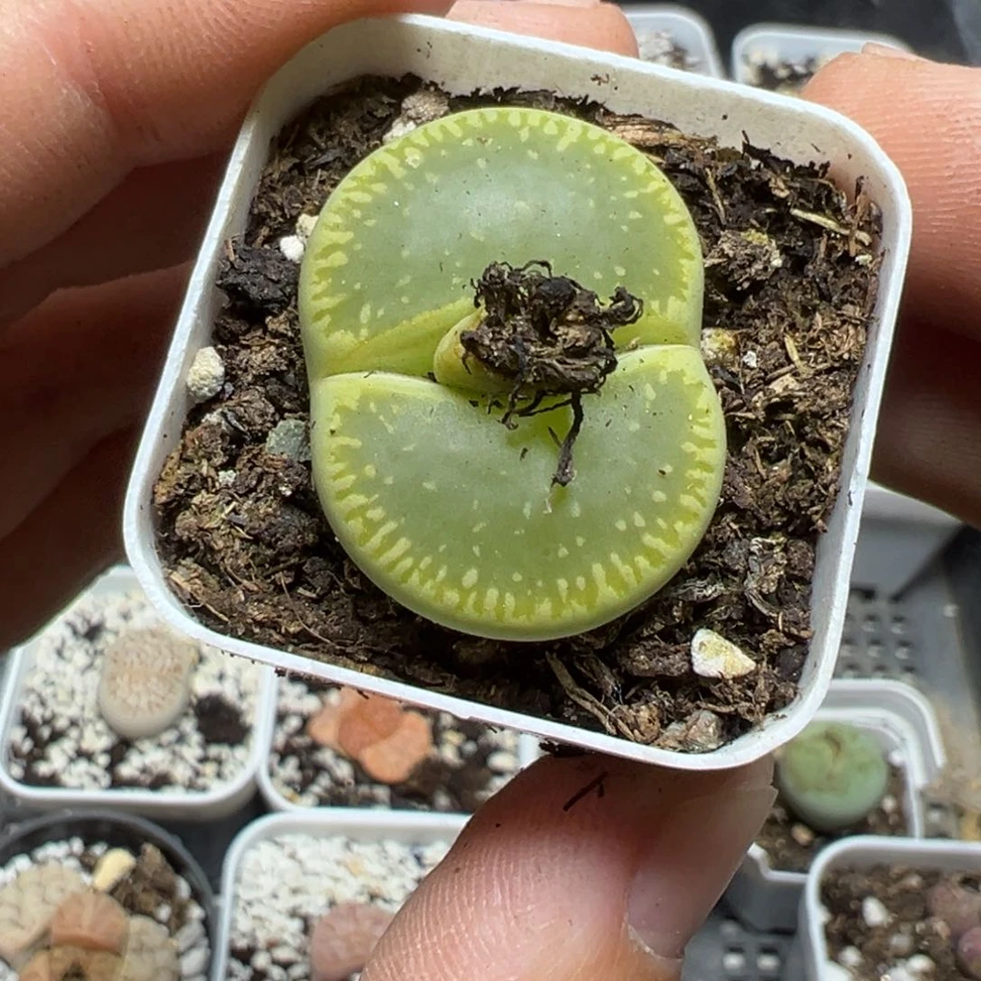 【闪购商品】663……