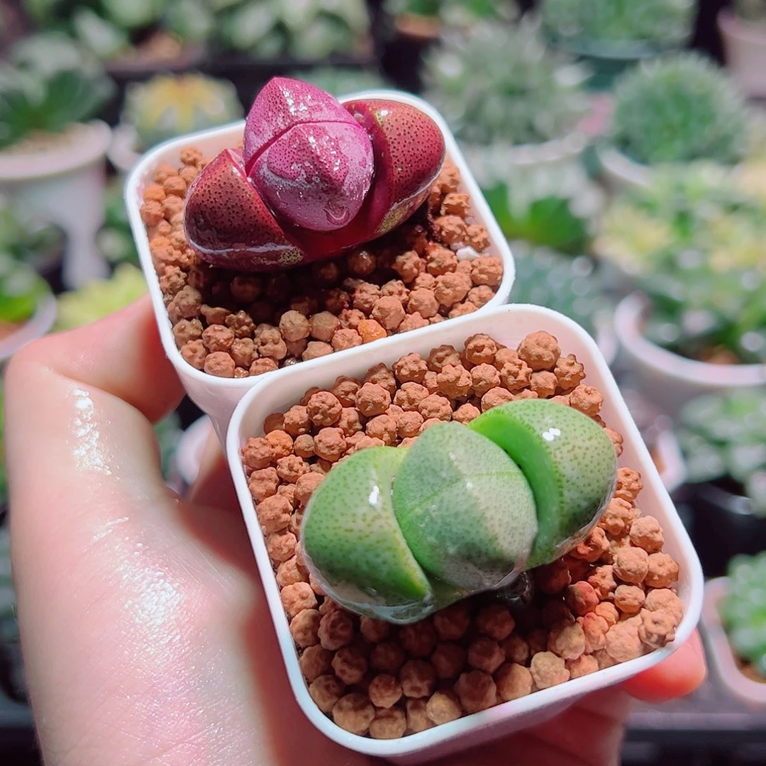 紫元宝绿元宝带白盆种好