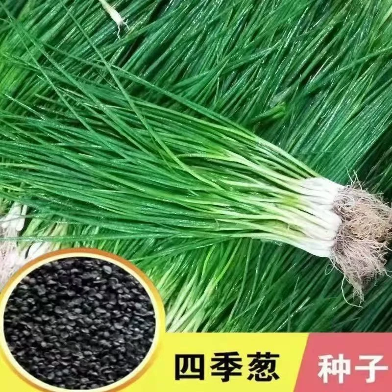 四季小香葱籽种子易种小葱种子阳台室内盆栽葱种子批发家庭菜种子