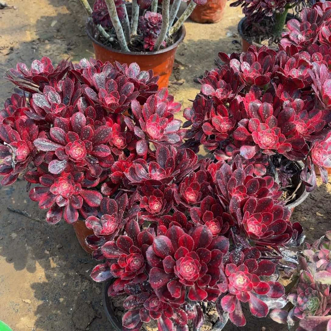 香奈儿绣球9.9法师多肉嫩