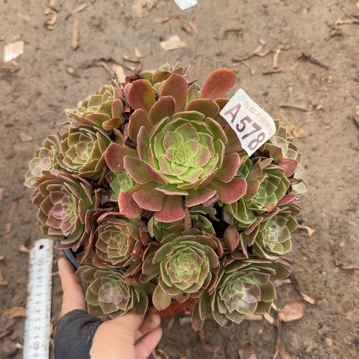 赤焰莲……多肉植物……
