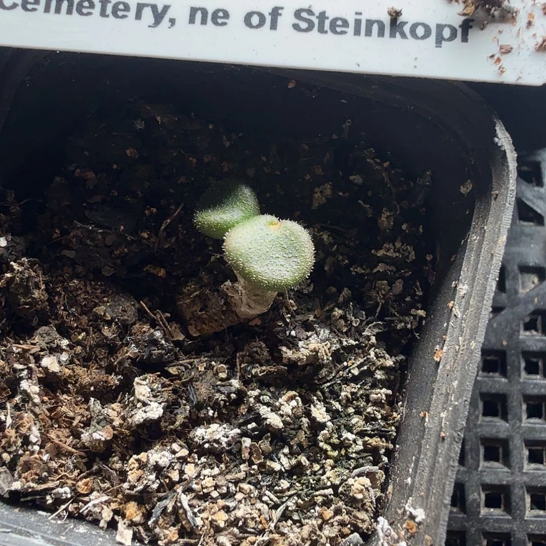 石膏奇峰锦一个带盆