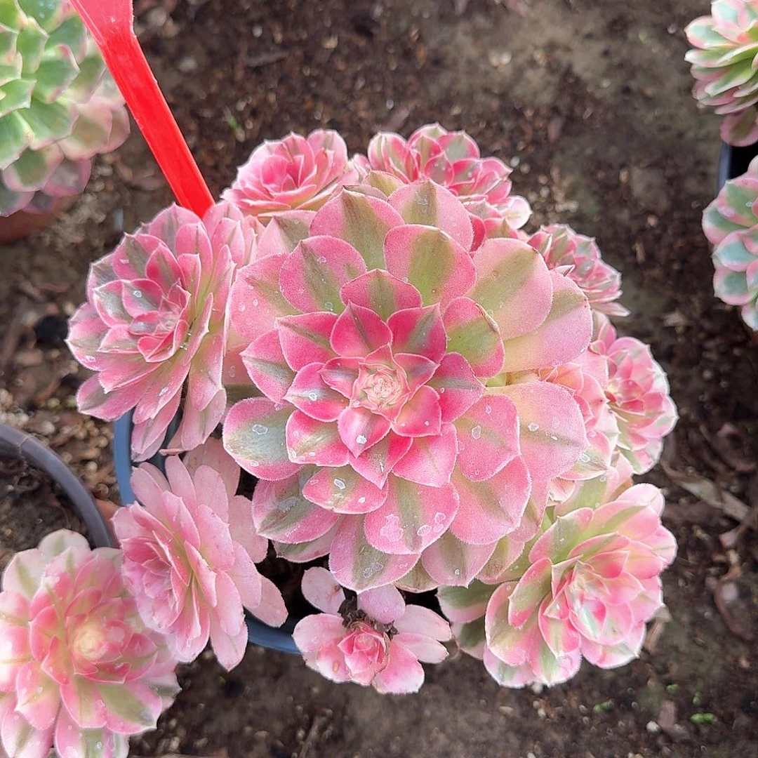 4-866倾城多肉法师