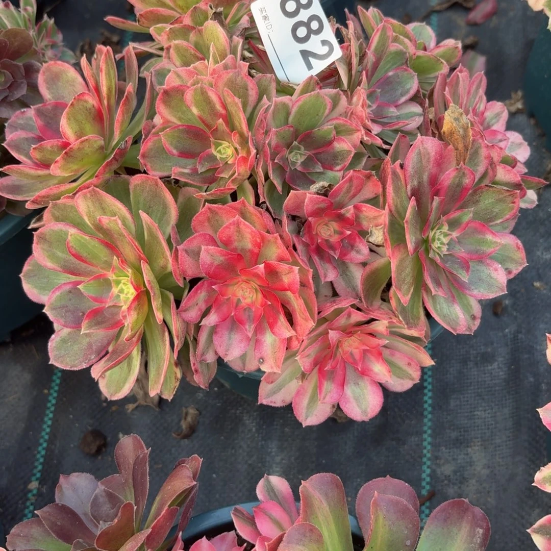 882西施多肉植物家里了