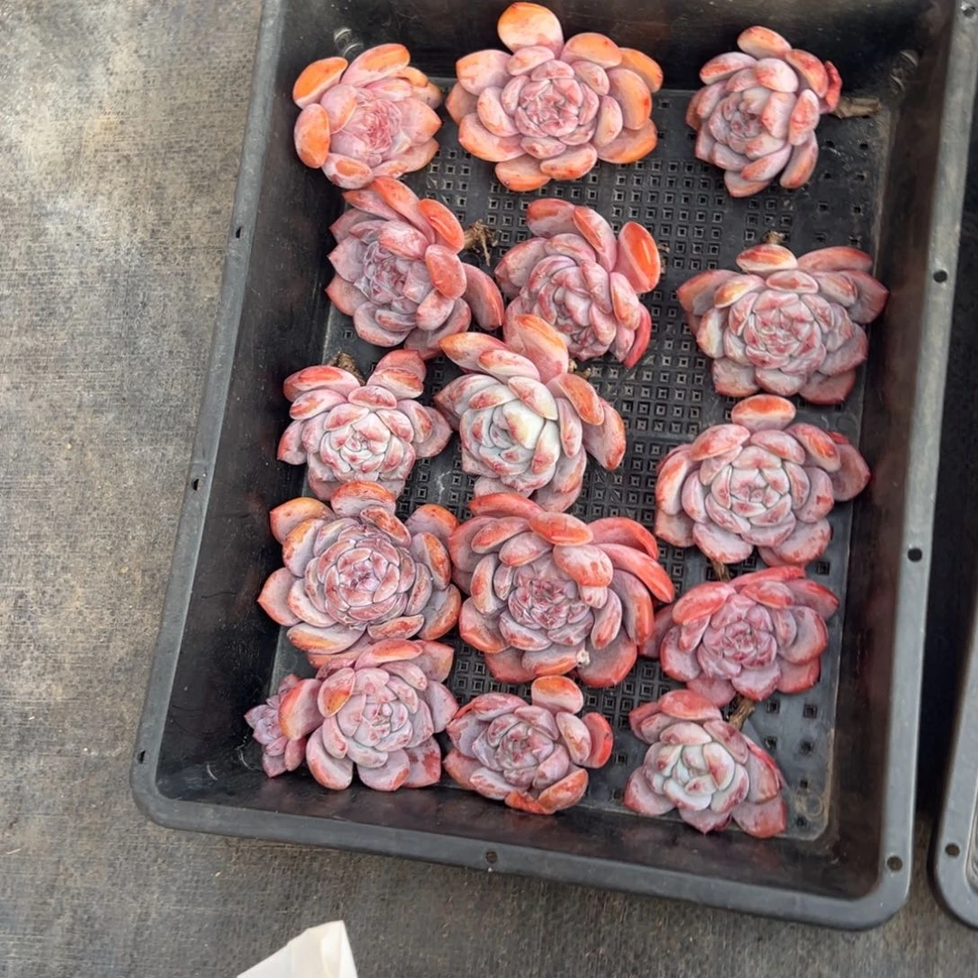 15个橙梦露无根特价0000000000