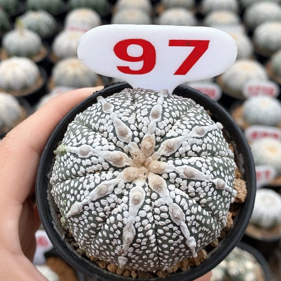 97奇迹兜系列产品