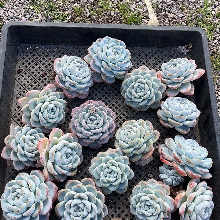 黄心冰玉一筐，一物一拍