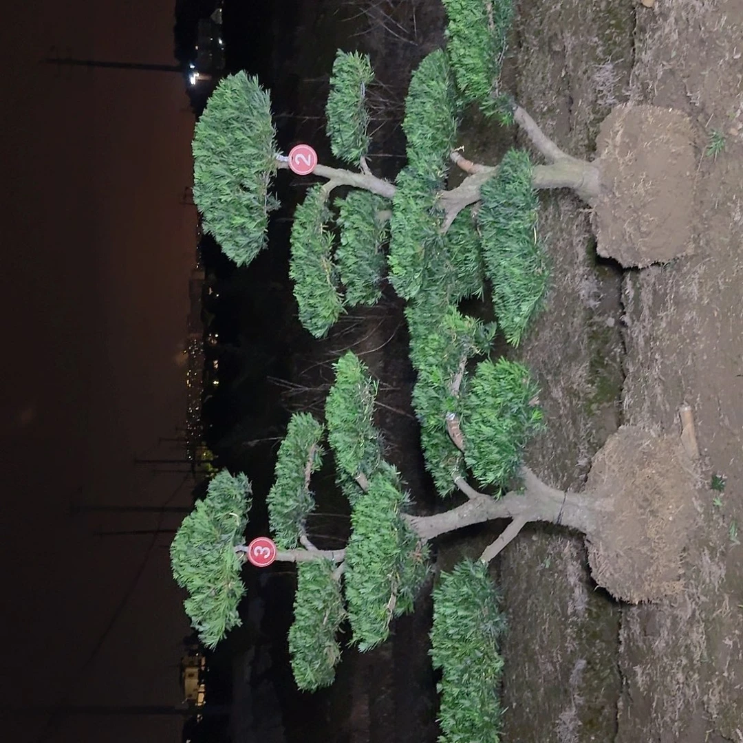 小***人无花朵6555586555558888