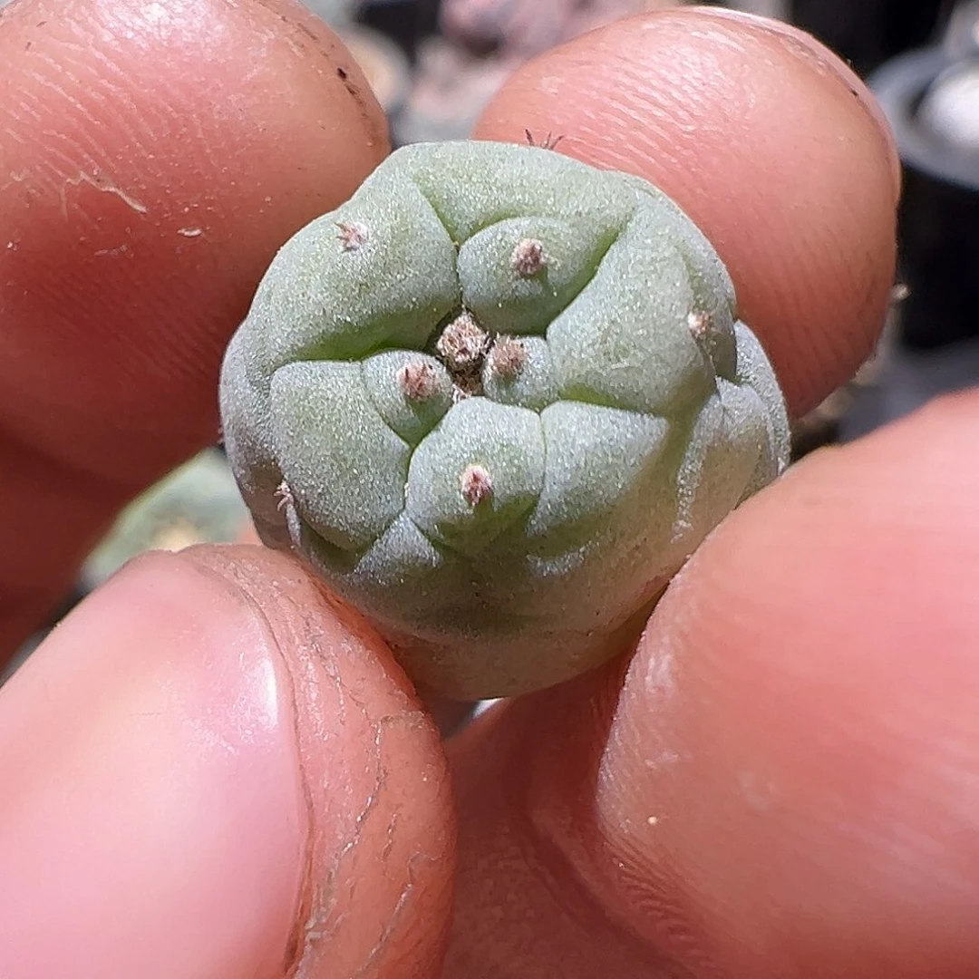 99一个 产地佛头奇艺宝 侧芽