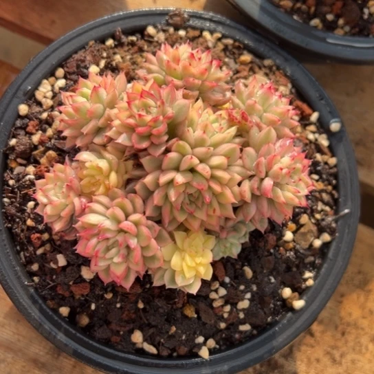 女雏锦 夏鸣园艺