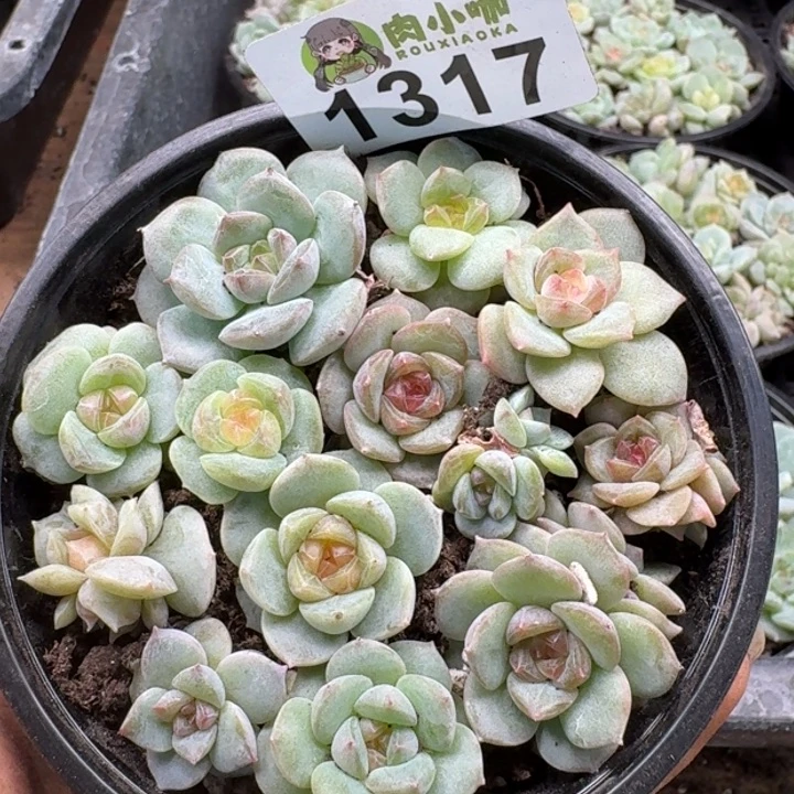 无花朵多肉植物多肉植物