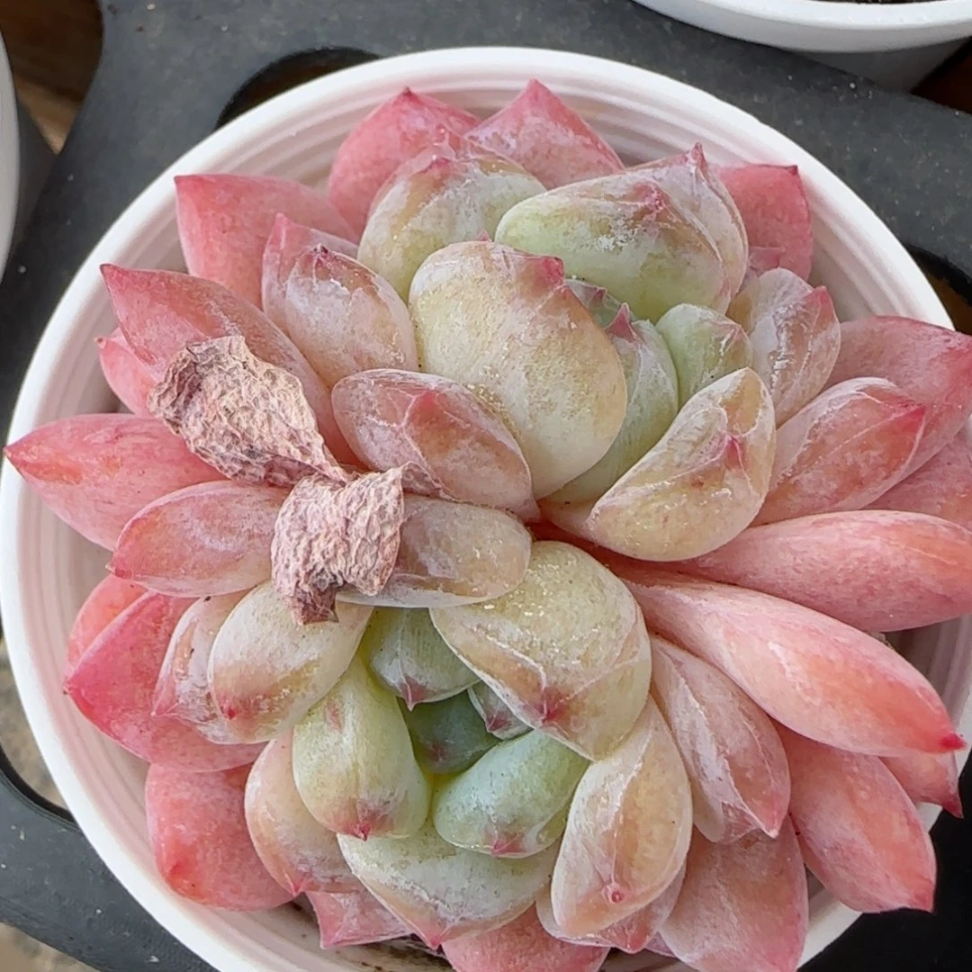 花语逸镜0205-420