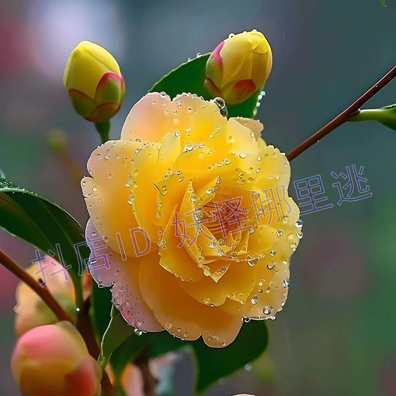高山茶花树【正黄旗】耐寒零下30度品种北方露天种植带花苞