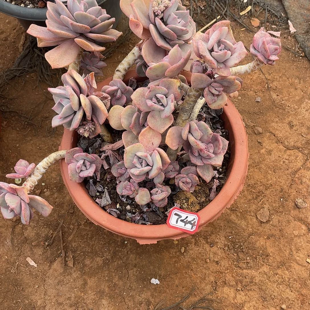 744彩虹糖 一物一拍多肉