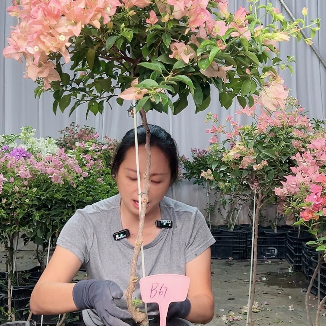 闫***五当前无花栽培后可以开花B67卡亚塔