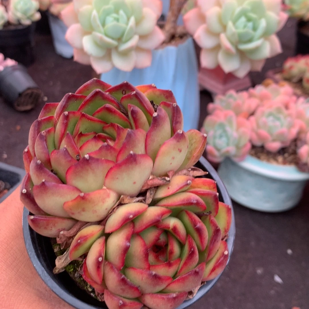 你要吃就去拿上一件