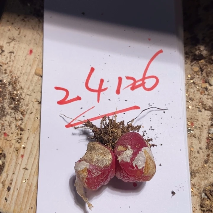 ?****?24126有伤一个一个