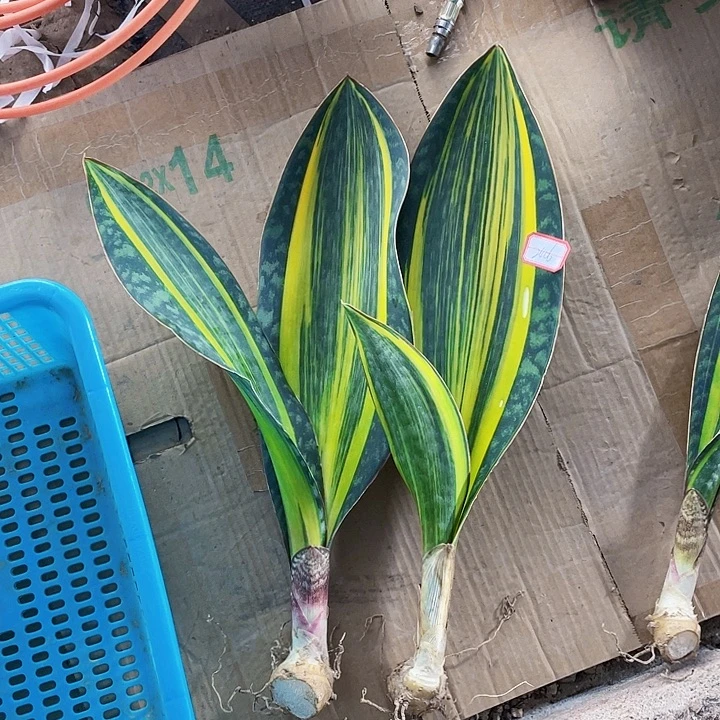 秀***秀完全开放补差价链接