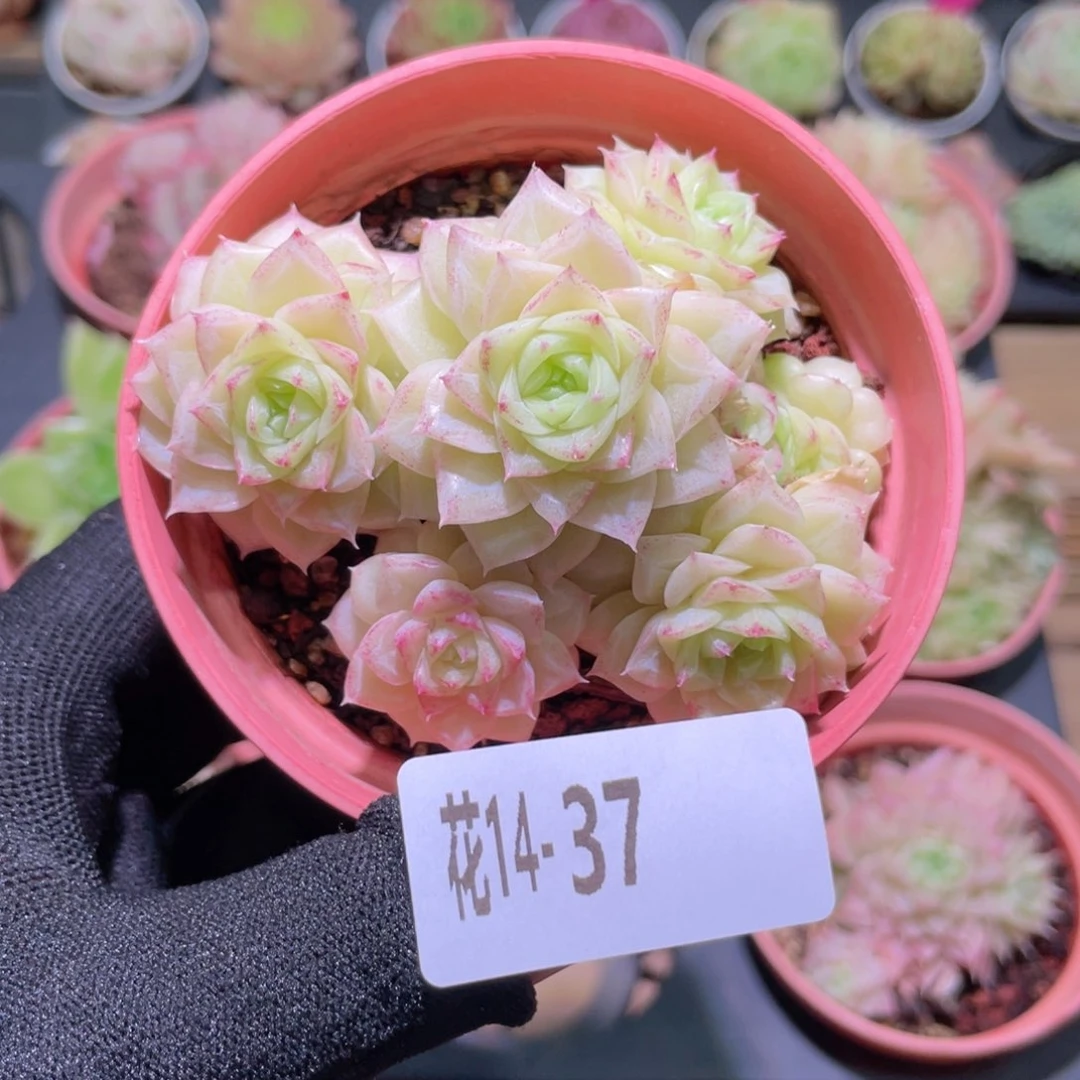 花利美14-37白天鹅