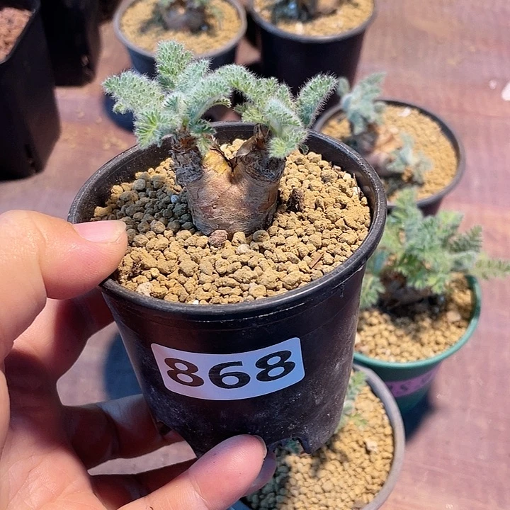 李***子868羽叶杨葵块根植物