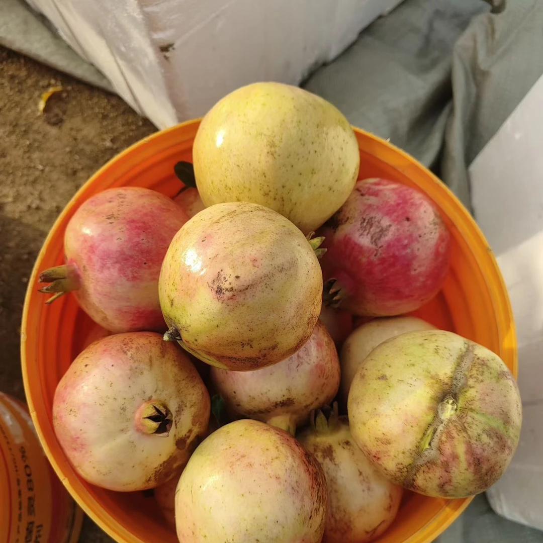 正宗怀远红玛瑙石榴