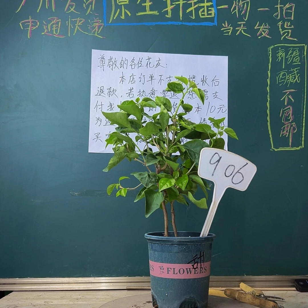 当前无花栽培后可以开花双杆 甜西瓜 906