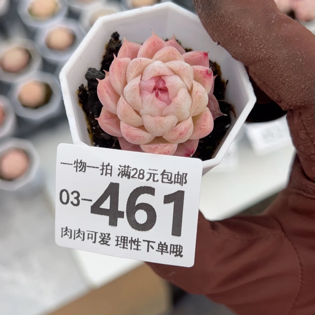 W****麦秆，多肉多肉多肉多肉