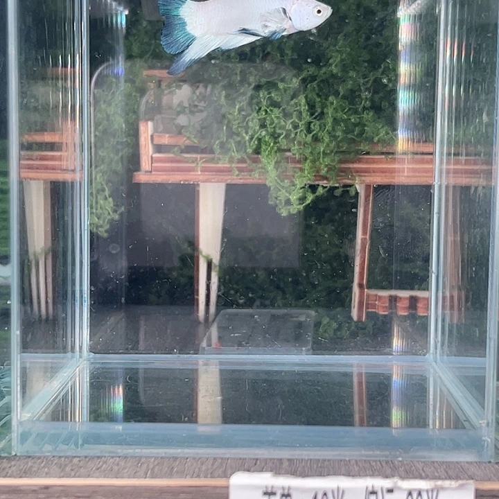 斗鱼活体不退不换谢谢