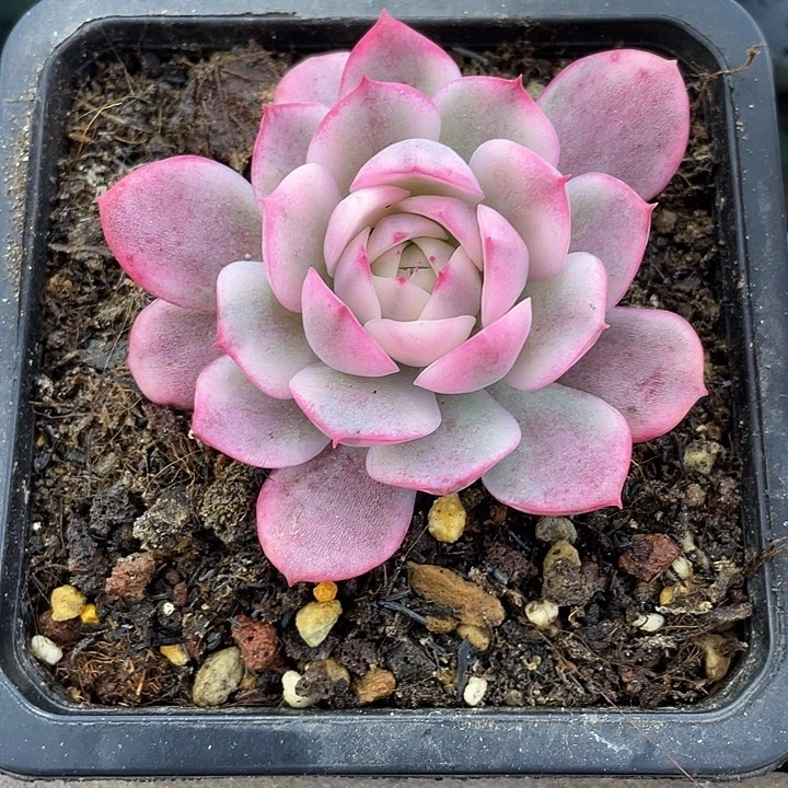 满***溢粉水晶锦一物一拍