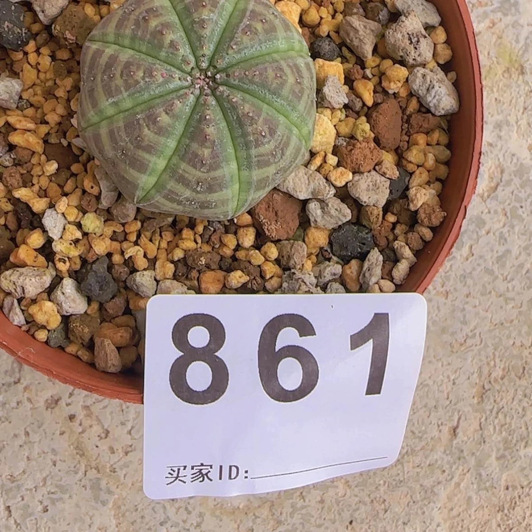【闪购商品】?*迪块根植物