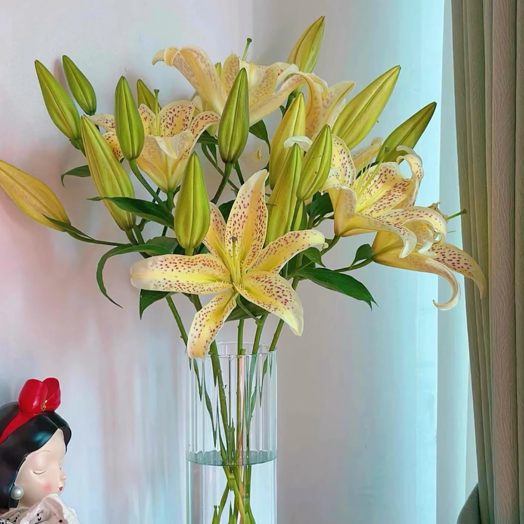 【老虎沐恩】香水百合，5支，多头