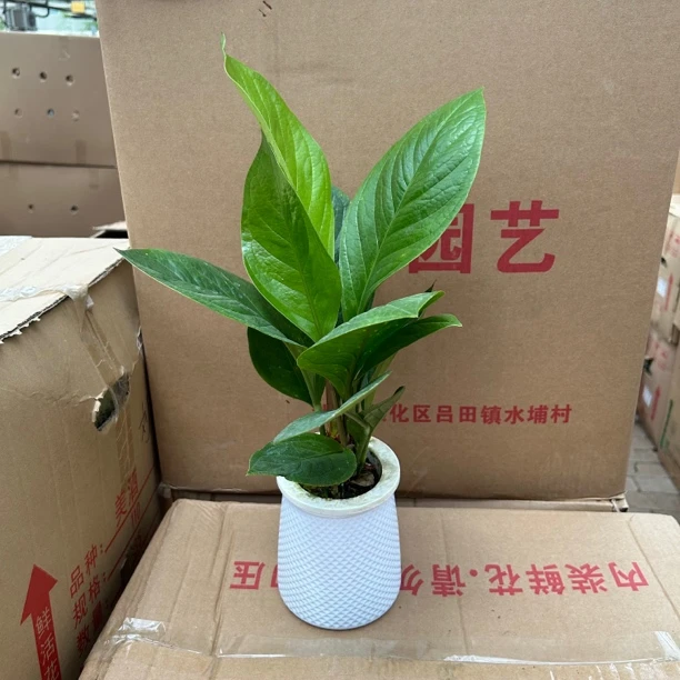 水培聚宝盆盆栽绿植