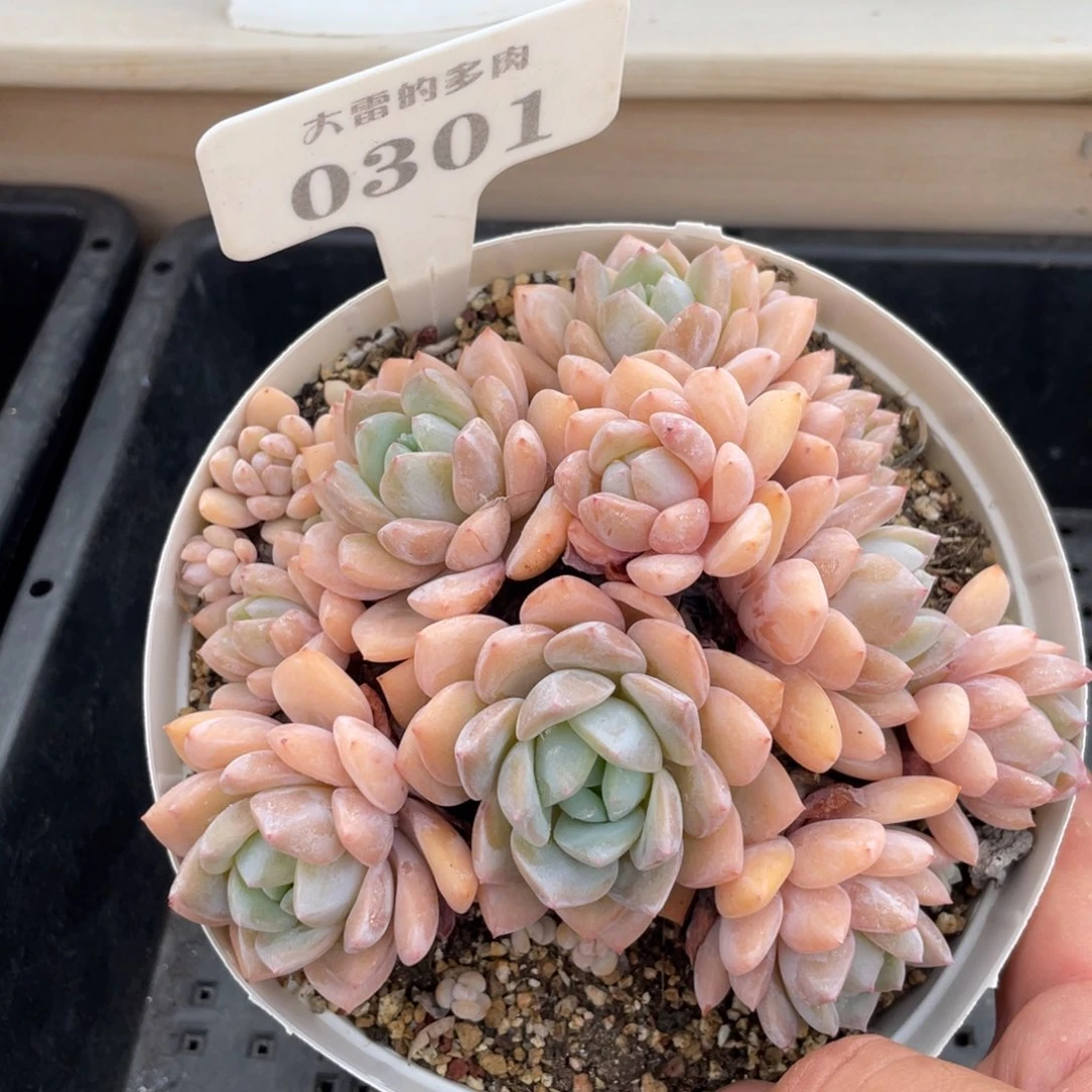 0301梦之雪不带盆13厘米