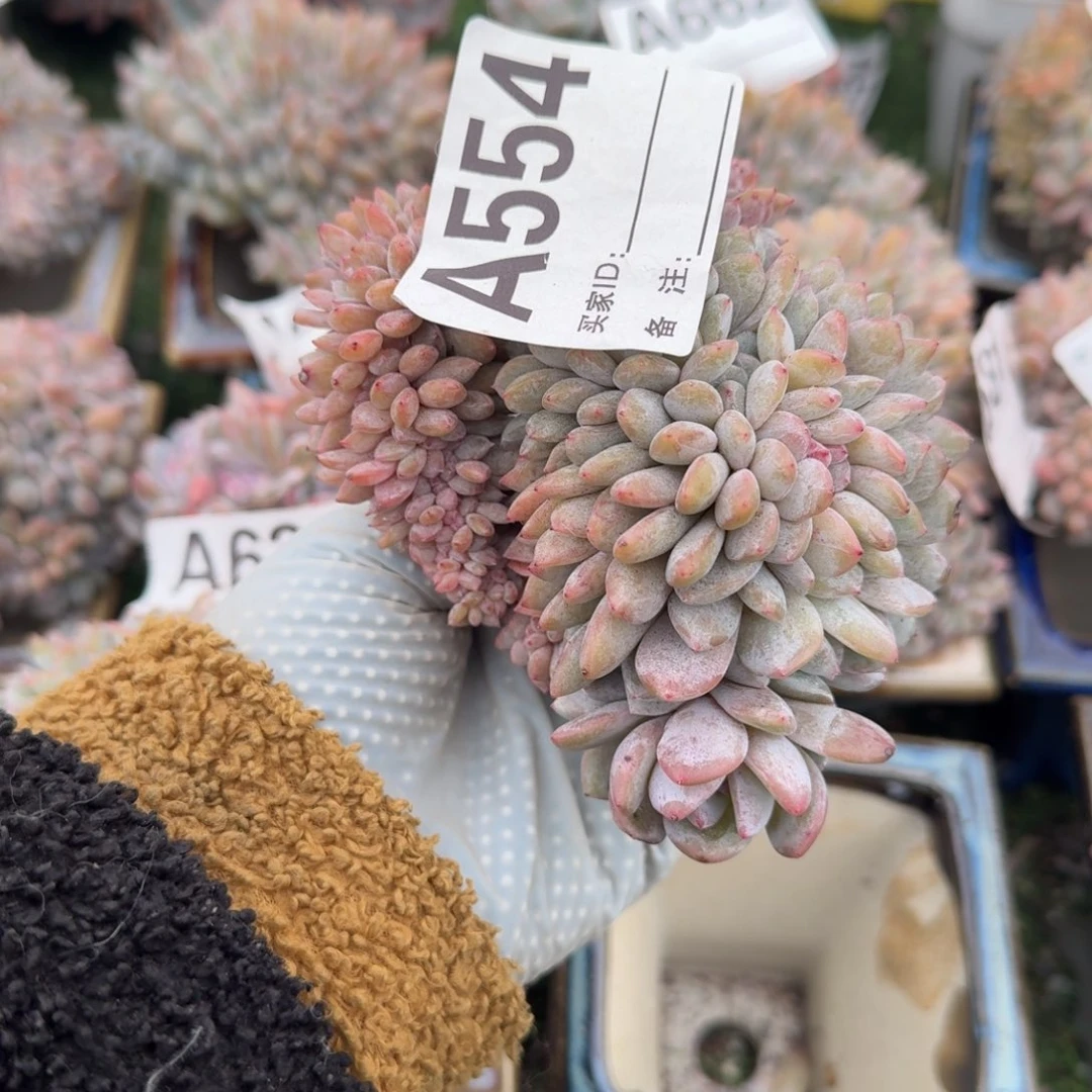 星影盘龙胸花缀呀