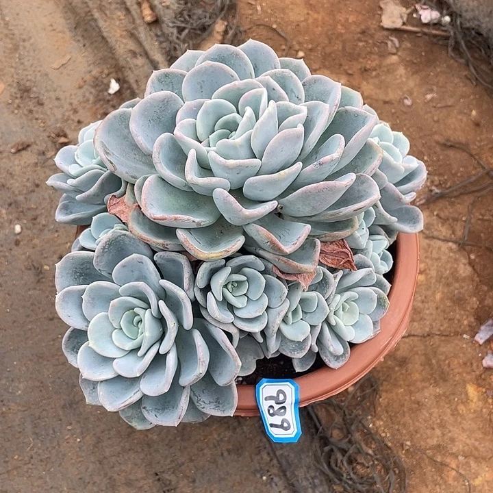 989美尻一物一拍多肉